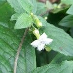 Manettia jorgensenii Λουλούδι
