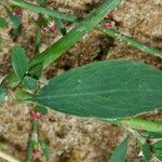 Polygonum raii पत्ता