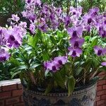 Dendrobium bigibbum Habit