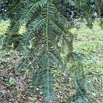 Torreya nucifera 叶