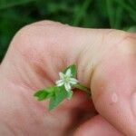 Stellaria alsine Квітка