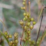 Juncus tenuis Fruto