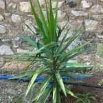 Yucca aloifoliaLeaf