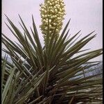 Yucca baccata Hábito