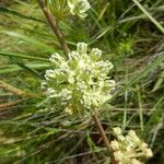 Asclepias stenophylla Blüte