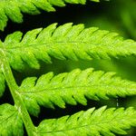 Athyrium filix-femina List