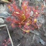 Drosera intermedia Lapas