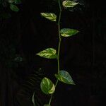 Epipremnum aureum Hoja