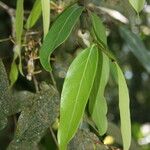 Hydnocarpus castaneus Leaf