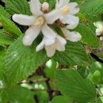 Jamesia americana Flor