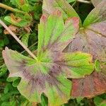 Pelargonium multibracteatum Leaf