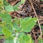 Chenopodium album Blatt