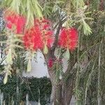 Callistemon viminalis Blomma