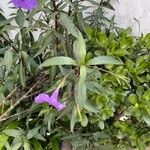 Ruellia simplexKwiat