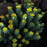 Rhodiola rosea Buveinė