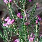 Erica australis Maua