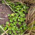 Dichondra microcalyx Yaprak