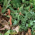 Coronilla vaginalis Habit