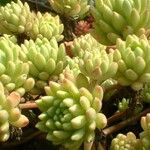 Sedum hirsutum Hábito