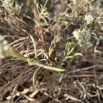 Helichrysum globosum Leaf