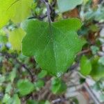 Senecio angulatusFoglia