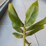 Hedychium gardnerianumLeaf