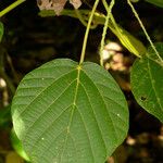Macaranga vedeliana Leaf