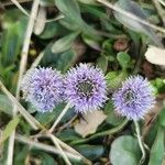 Globularia vulgaris 花