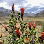 Chuquiraga spinosa Blomst