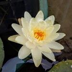 Nymphaea mexicanaBlomma