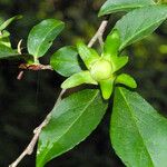 Stewartia monadelpha 葉