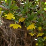 Berberis angulosa Elinympäristö