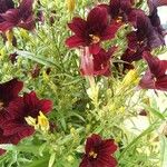 Salpiglossis sinuata Çiçek