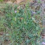 Dianthus graniticus Fuelha