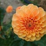 Dahlia × hortensis Květ