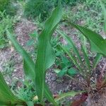 Solidago sempervirens Folla