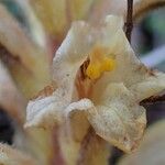 Orobanche lutea Habitus