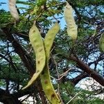 Acacia nilotica Frucht