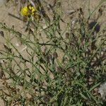 Launaea fragilis Habit