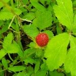 Potentilla indicaПлод