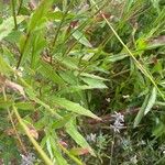 Oenothera gaura Leaf