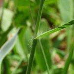 Anisantha sterilis Rusca