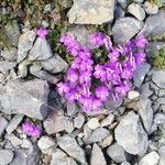 Viola cenisia Cvet