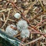 Salix discolor Цветок