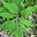 Onoclea sensibilis Leaf