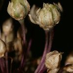 Allium atroviolaceum x Allium polyanthum ফুল