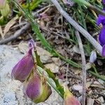 Polygala microphylla Fiore