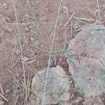 Eragrostis papposa Flower