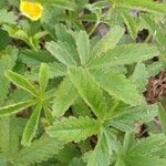 Potentilla reptans 葉