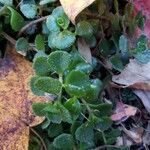 Sedum spurium Blad